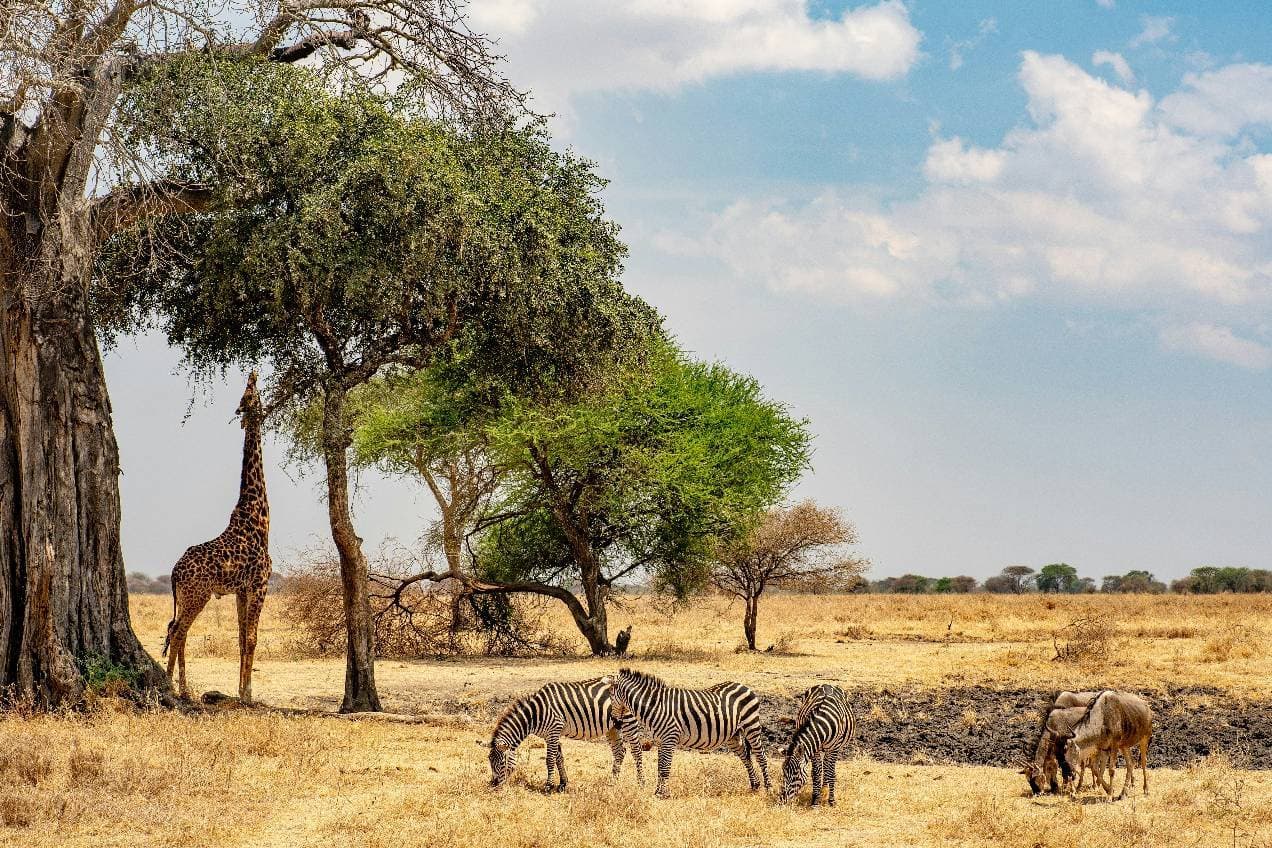 TANZANIA - Secretos de la Sabana